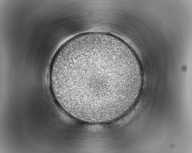 X0000101980838200808151359