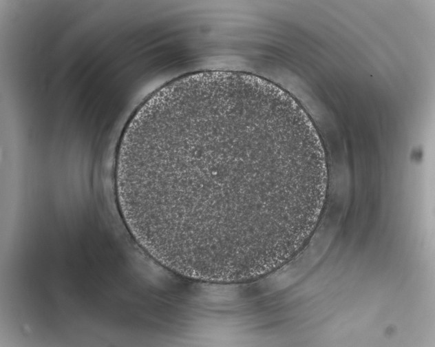 X0000101980856200808151359