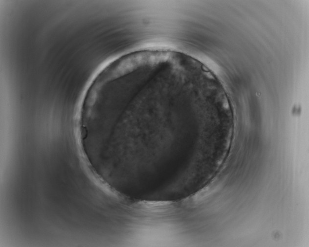 X0000101980864200808151359