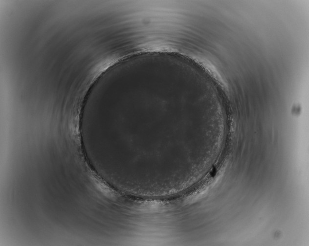 X0000101980881200808151359