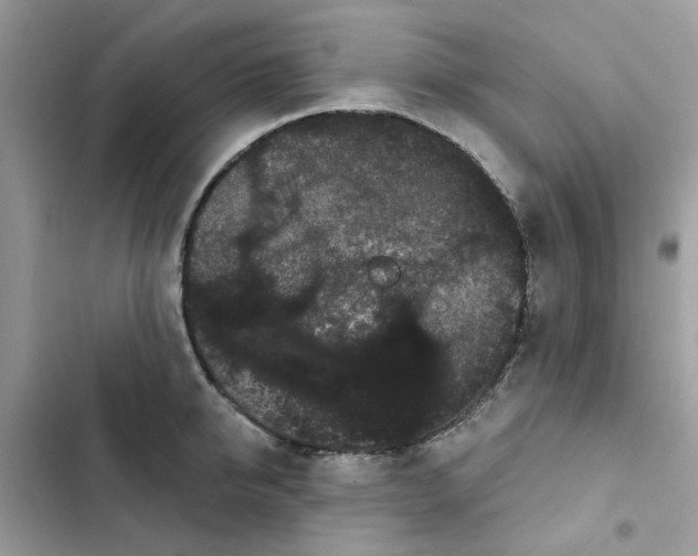 X0000101980950200808151358