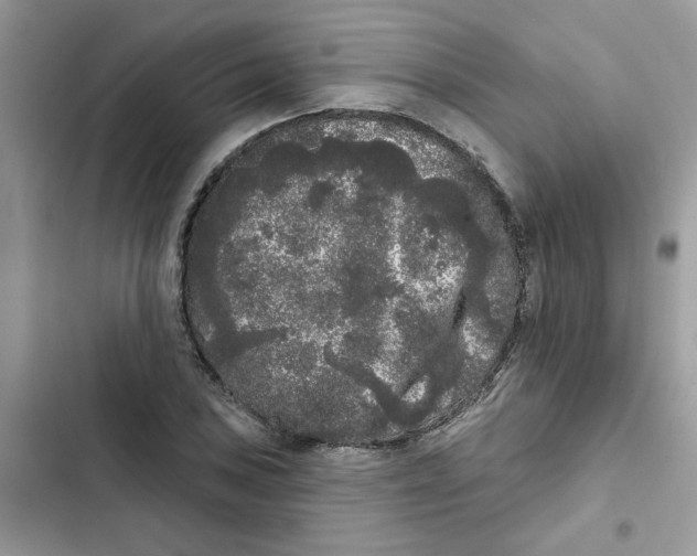 X0000101981027200808151356