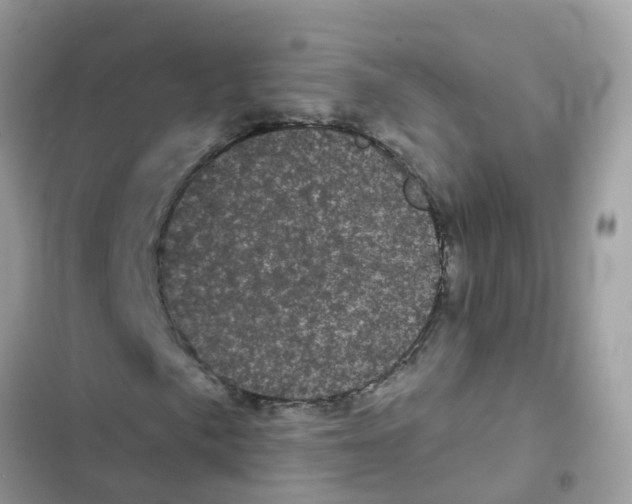 X0000101981057200808151356