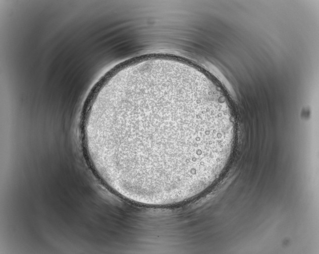 X0000101981068200808151356