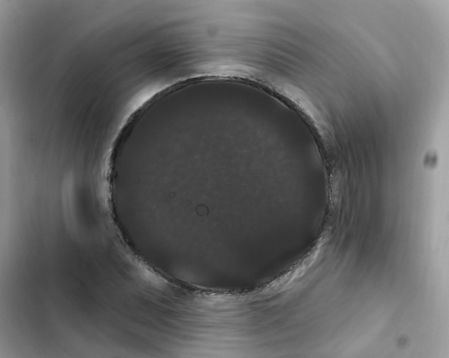 X0000101981071200808151356