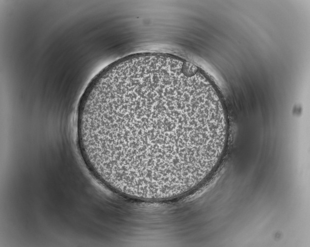 X0000101981079200808151356