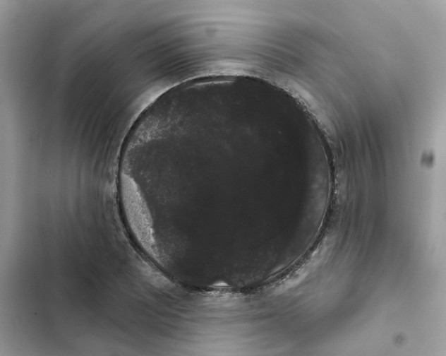 X0000101981081200808151356