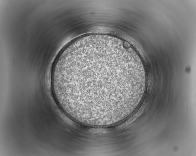 X0000101981083200808151356