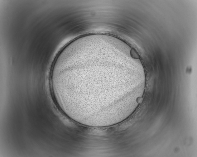 X0000101981086200808151356