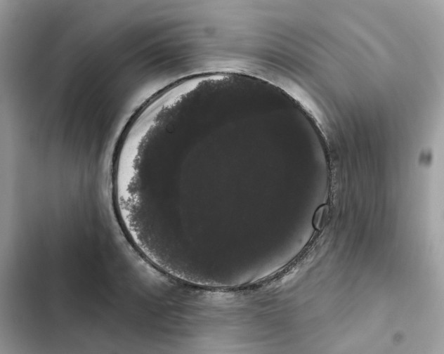 X0000101981088200808151356