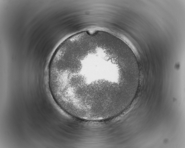 X0000101981092200808151355