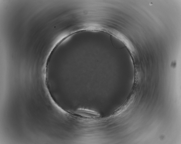 X0000101981095200808151355