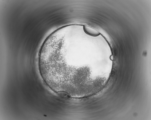 X0000101981096200808151355