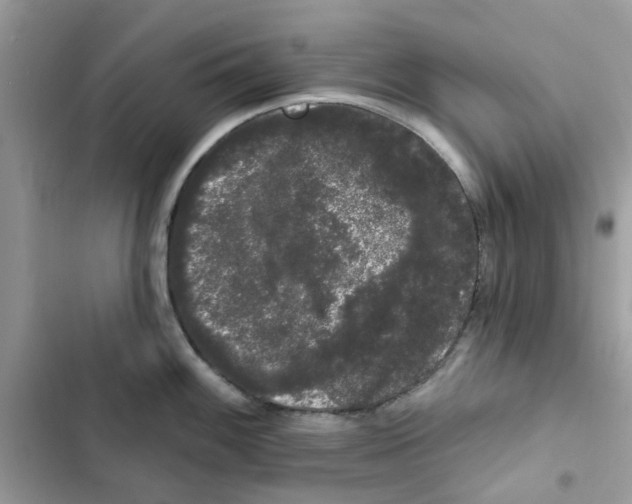 X0000101981100200808151355