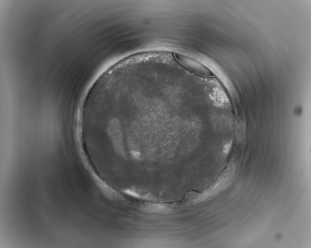 X0000101981101200808151355