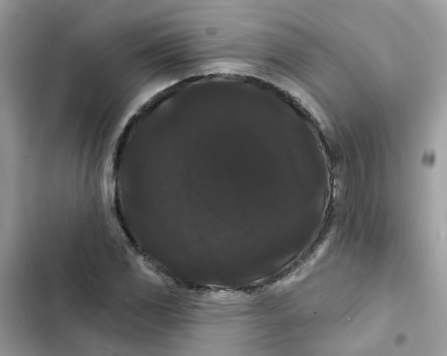 X0000101981117200808151355