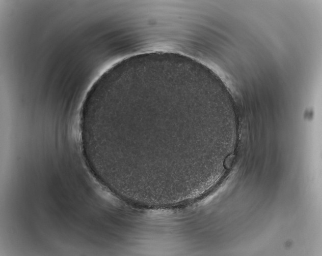 X0000101981118200808151355