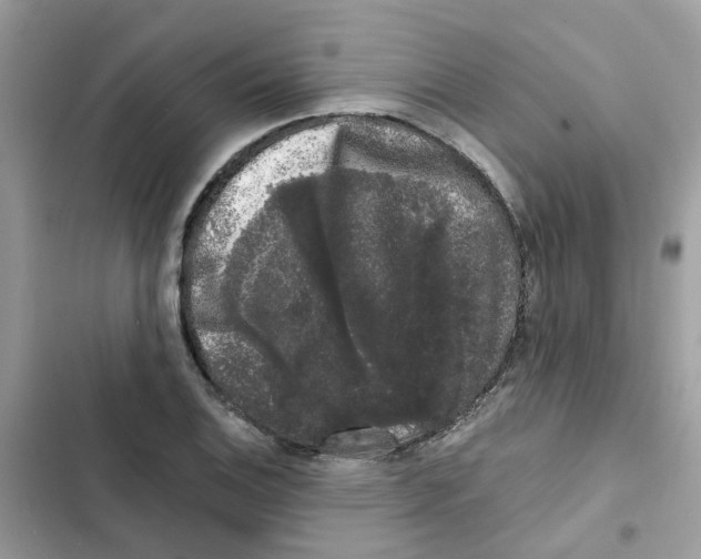 X0000101981124200808151355