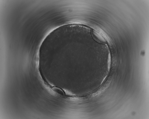 X0000101981132200808151355