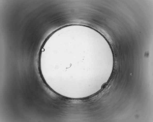 X0000101981136200808151355