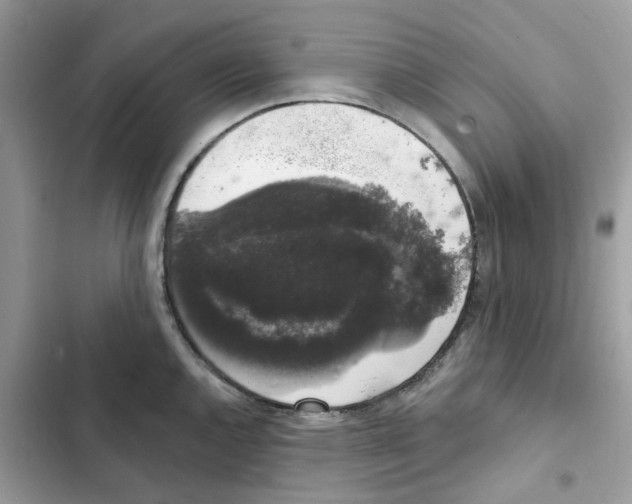 X0000101981144200808151355