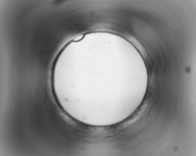 X0000101981149200808151355