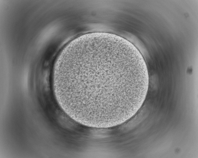 X0000101981150200808151355