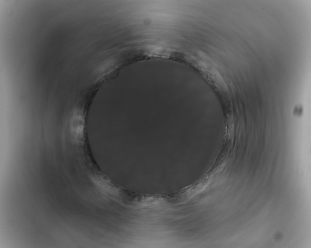 X0000101981154200808151355