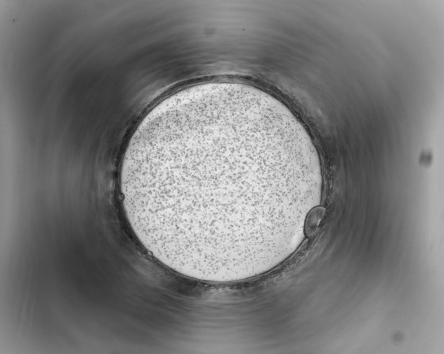 X0000101981169200808151354