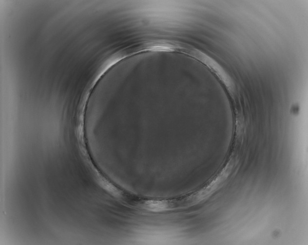 X0000101981194200808151354