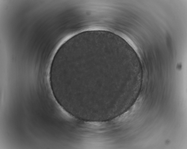 X0000101981197200808151354