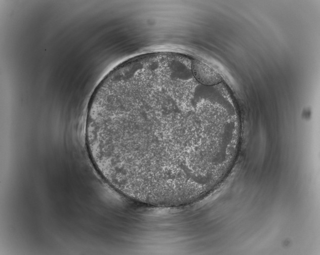 X0000101981228200808151354