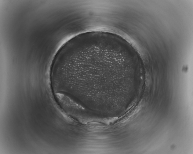 X0000101981230200808151354