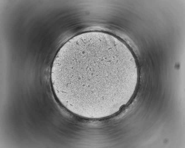 X0000101981233200808151354