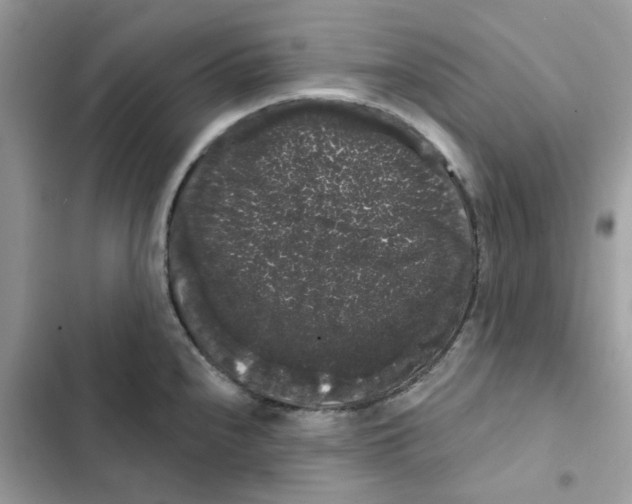 X0000101981240200808151354