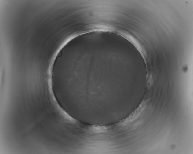 X0000101981243200808151354