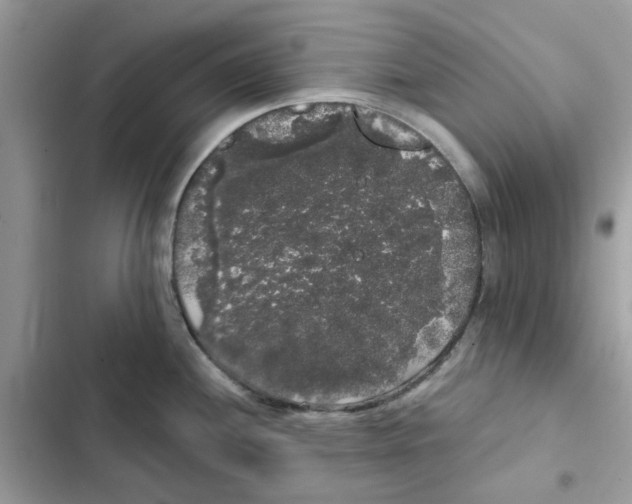 X0000101981244200808151354