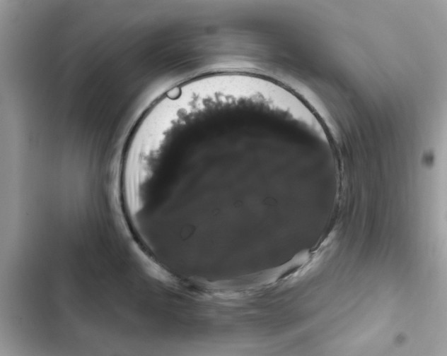 X0000101981245200808151354