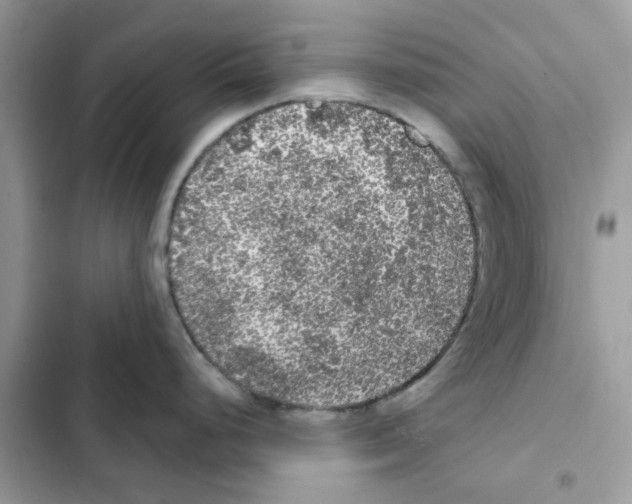 X0000101981248200808151354