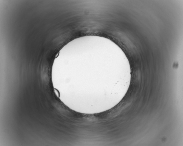 X0000101981250200808151353