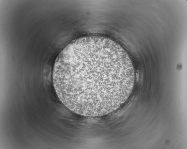 X0000101981251200808151353