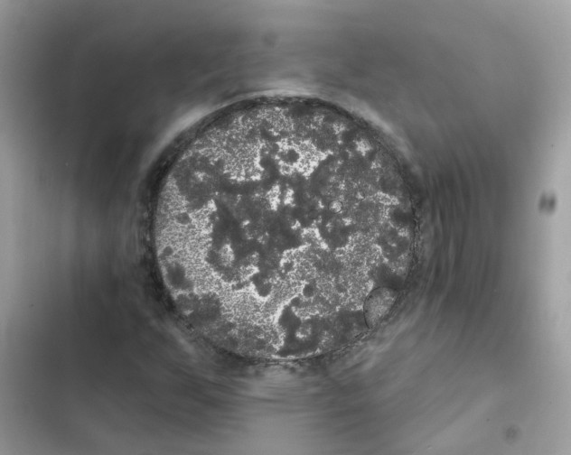 X0000101981255200808151353