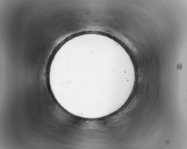 X0000101981264200808151353