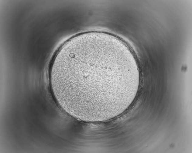 X0000101981271200808151353