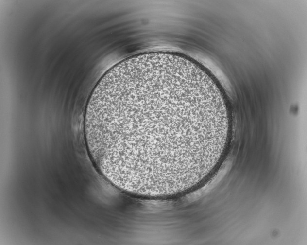 X0000101981281200808151353