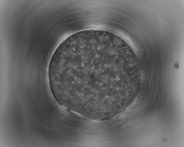 X0000101981283200808151353