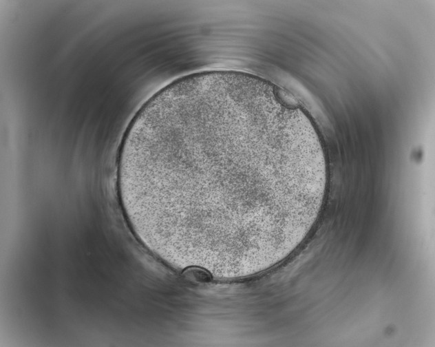 X0000101981284200808151353