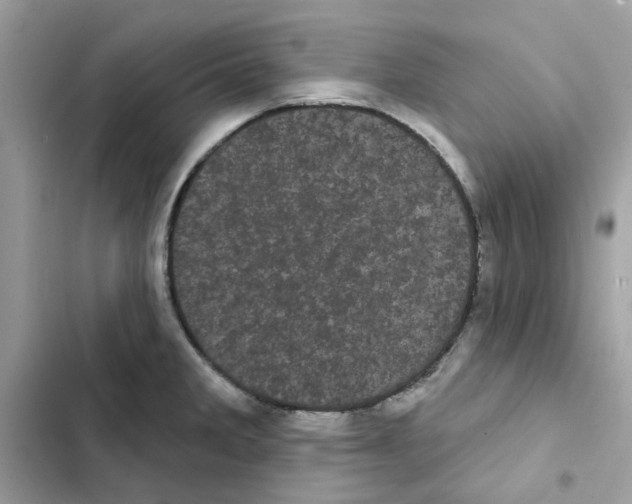 X0000101981285200808151353