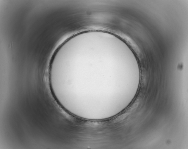 X0000101981286200808151353