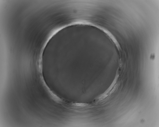 X0000101981295200808151352